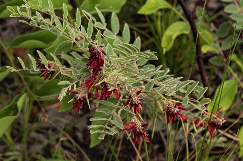 Indigofera sutherlandioides photo 4
