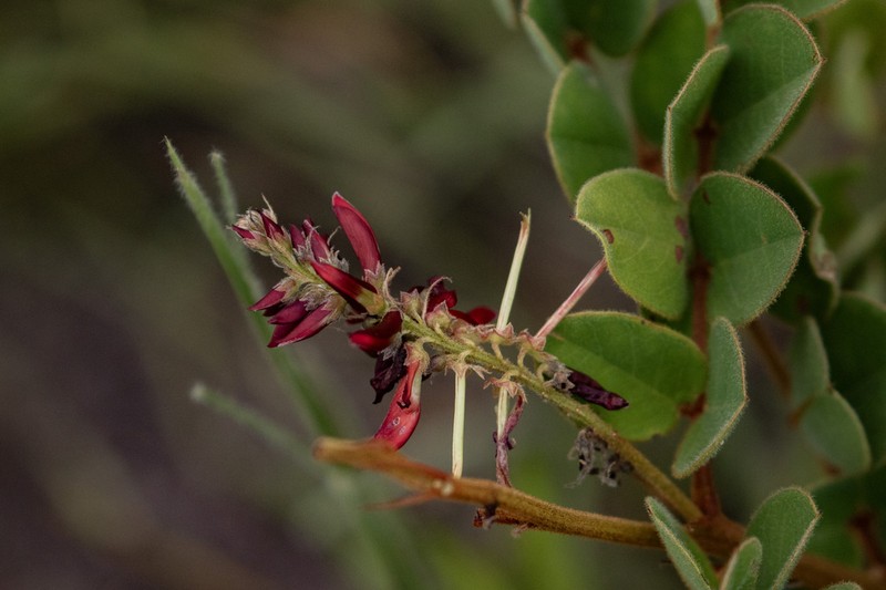 Indigofera sutherlandioides photo 5