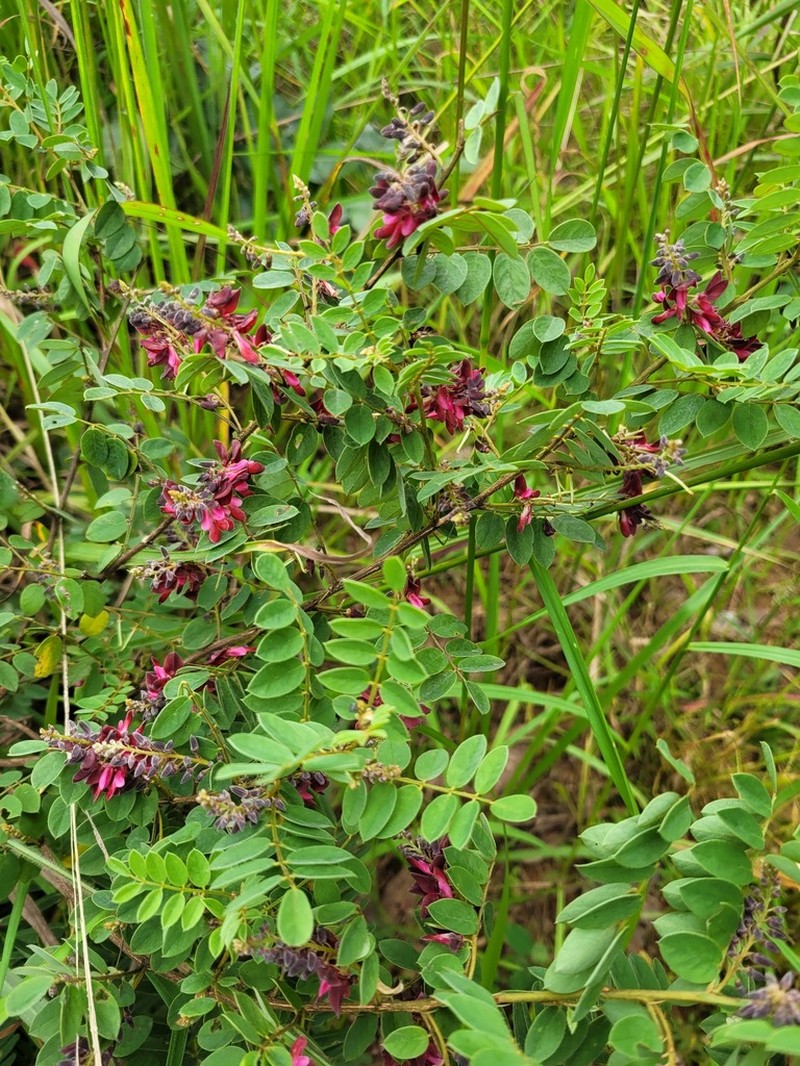 Indigofera sutherlandioides photo 6
