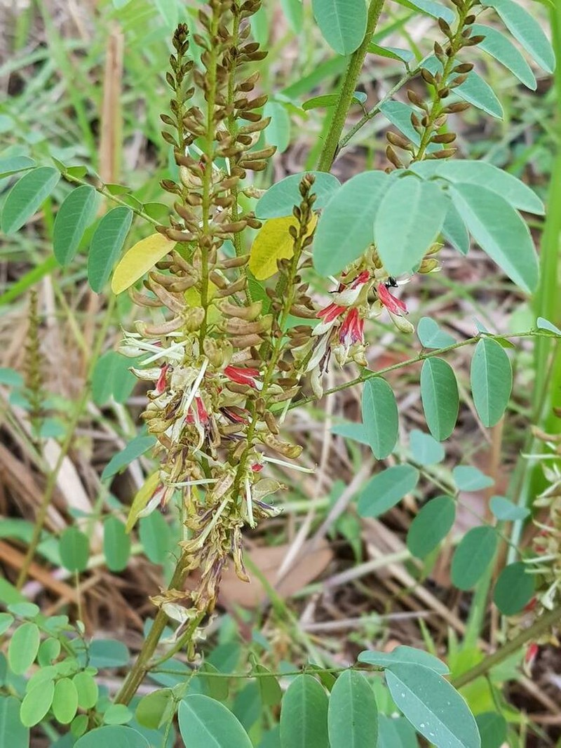 Indigofera sutherlandioides photo 7