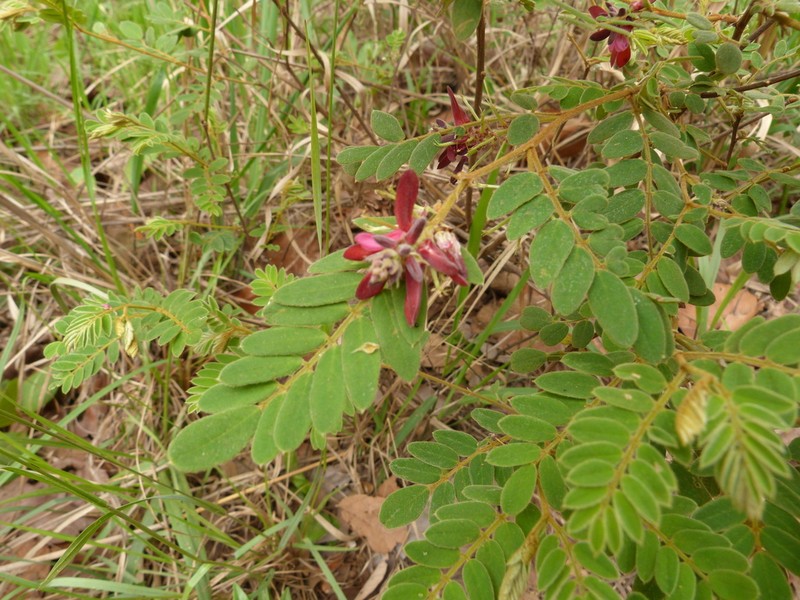 Indigofera sutherlandioides photo 8