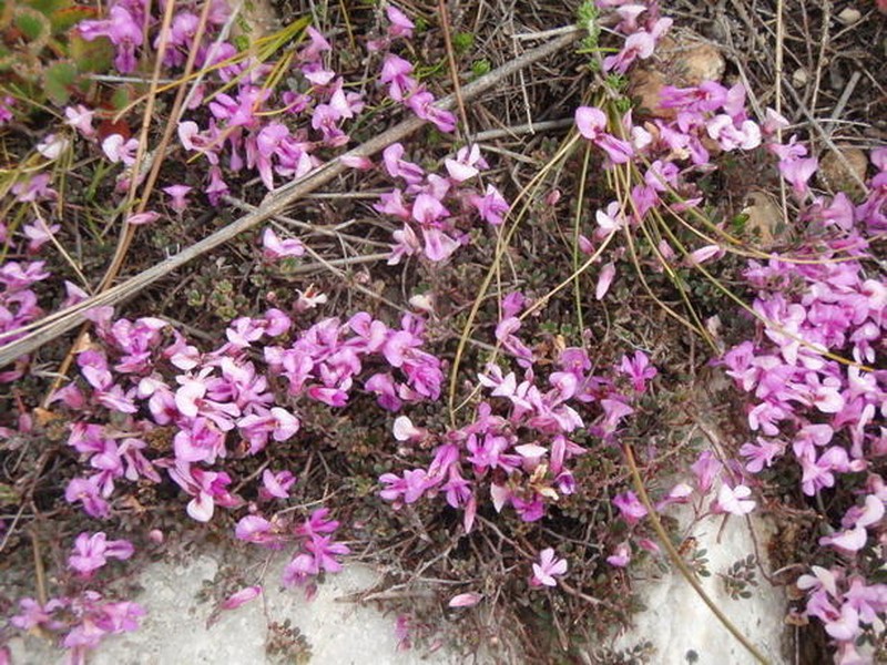 Indigofera swartbergensis