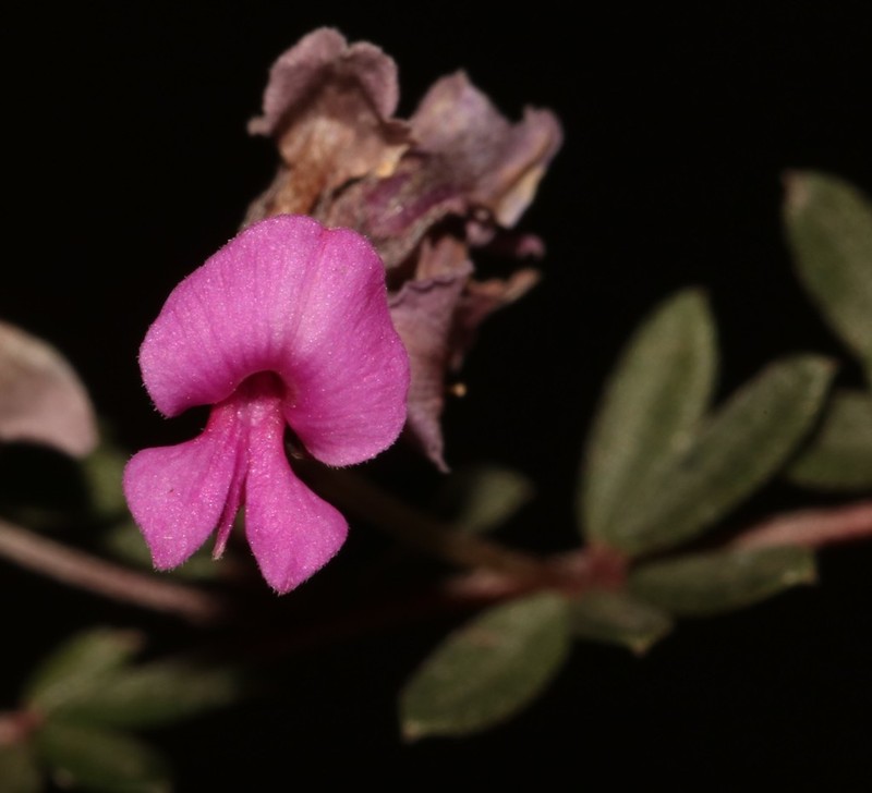 Indigofera swartbergensis photo 2