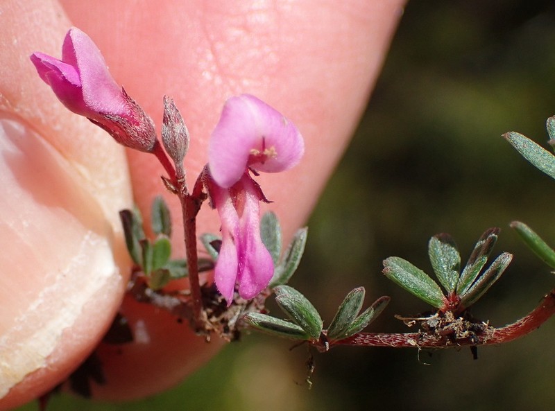 Indigofera swartbergensis photo 3