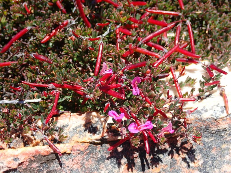 Indigofera swartbergensis photo 4