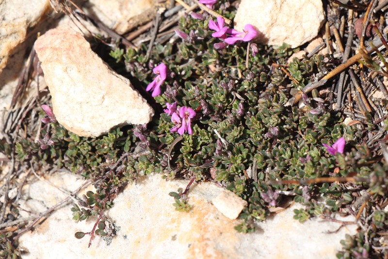 Indigofera swartbergensis photo 5