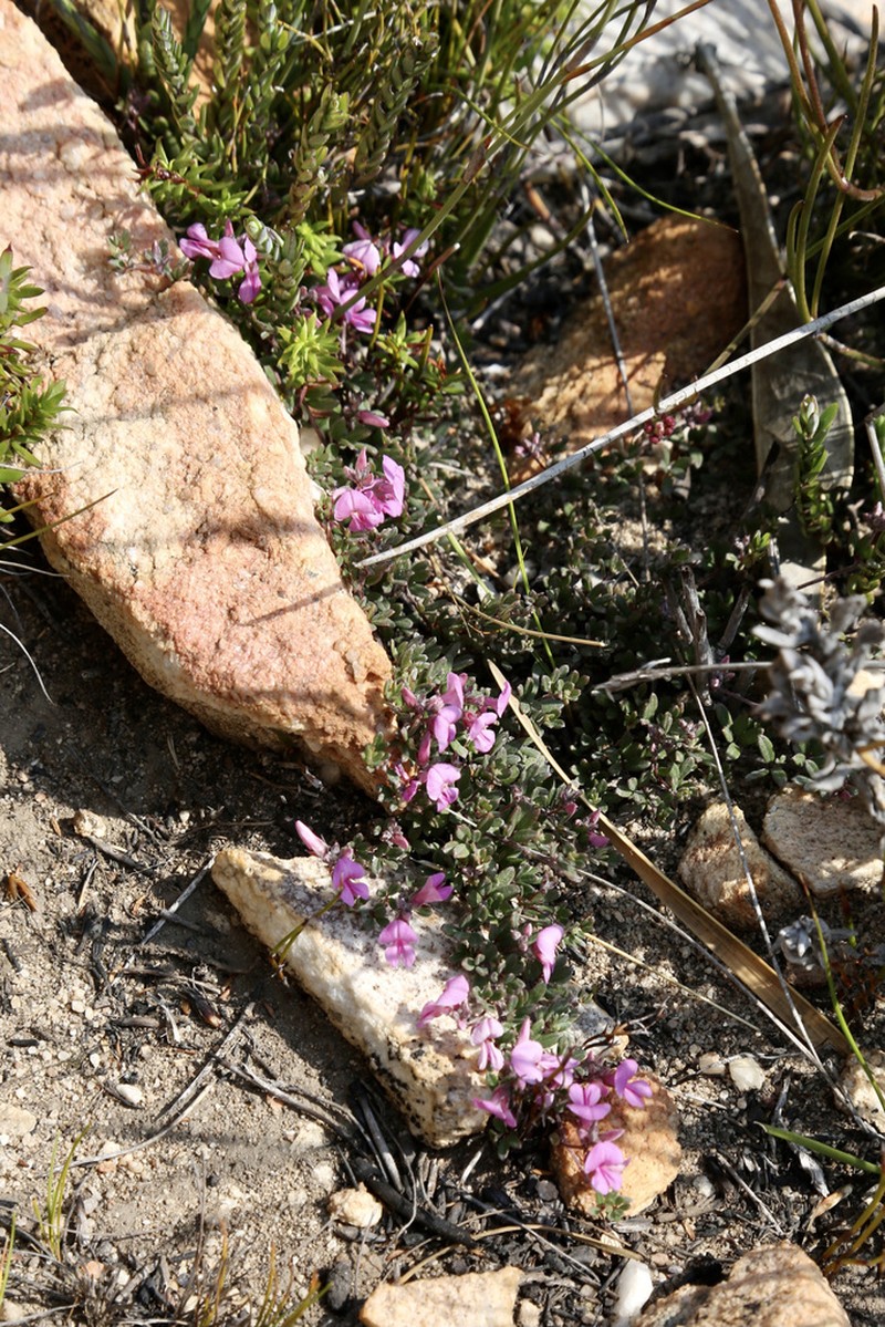 Indigofera swartbergensis photo 6