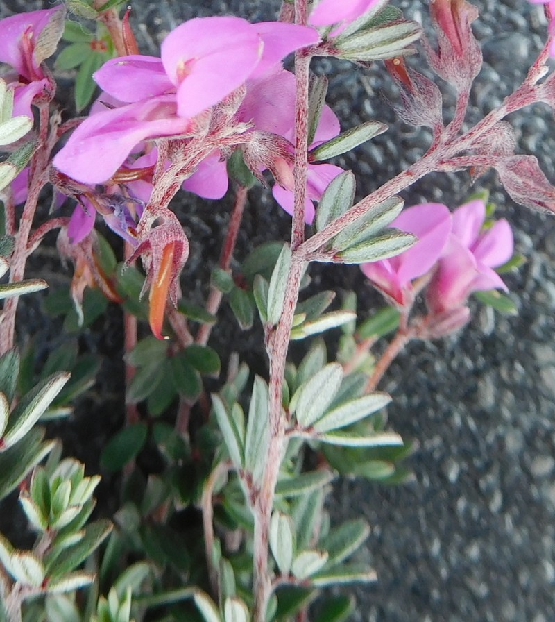 Indigofera swartbergensis photo 7