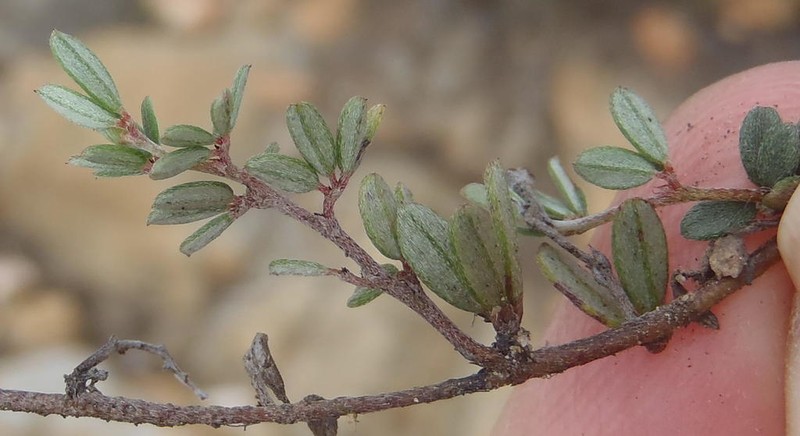 Indigofera swartbergensis photo 8