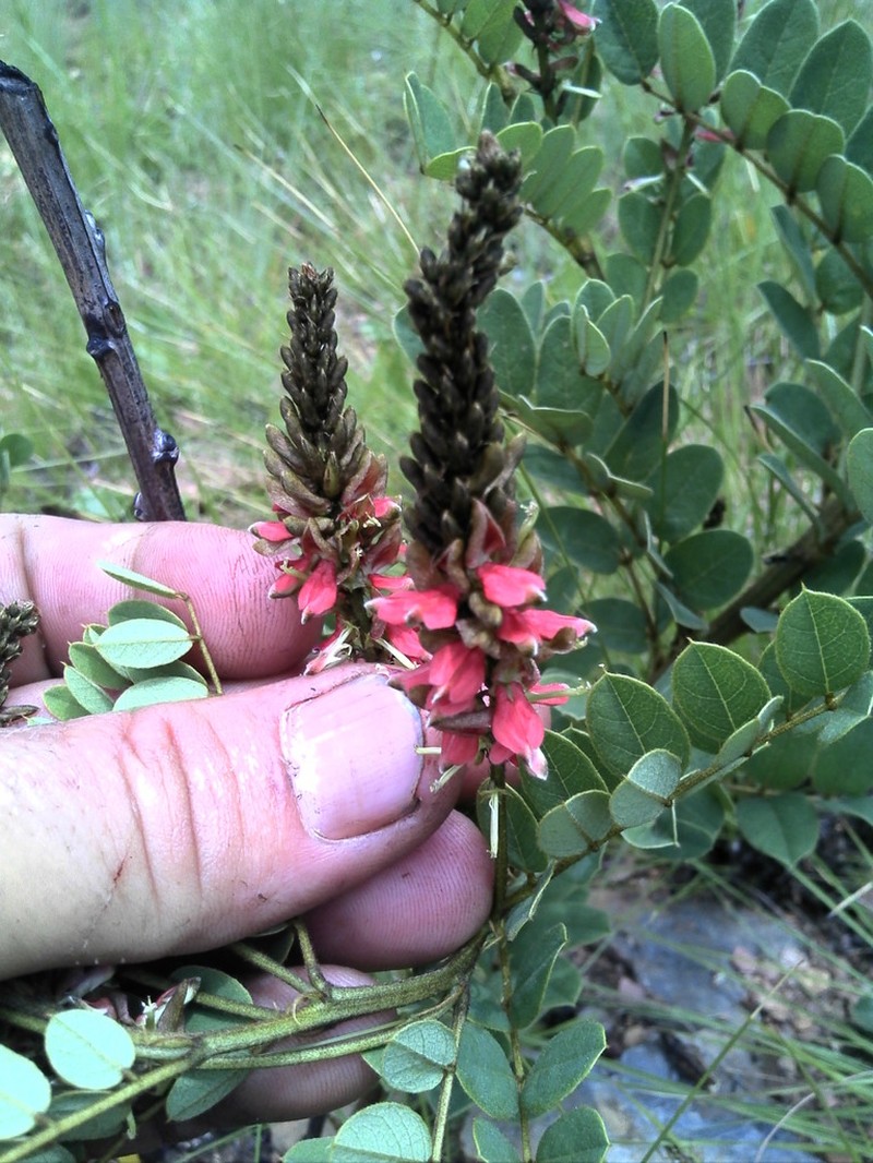 Indigofera swaziensis