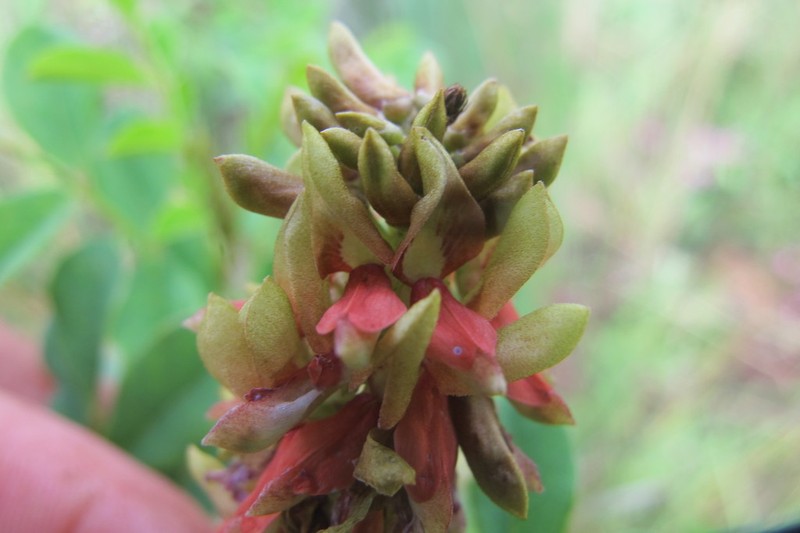 Indigofera swaziensis photo 2