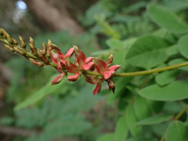 Indigofera swaziensis photo 3