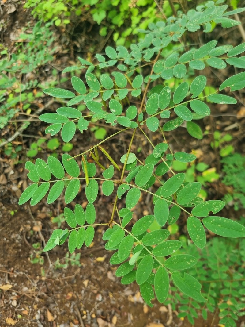 Indigofera swaziensis photo 4