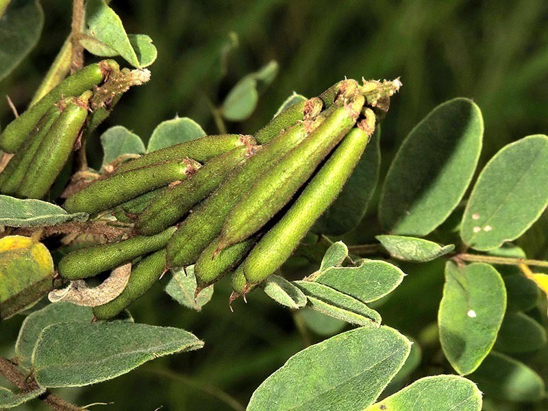 Indigofera swaziensis photo 5