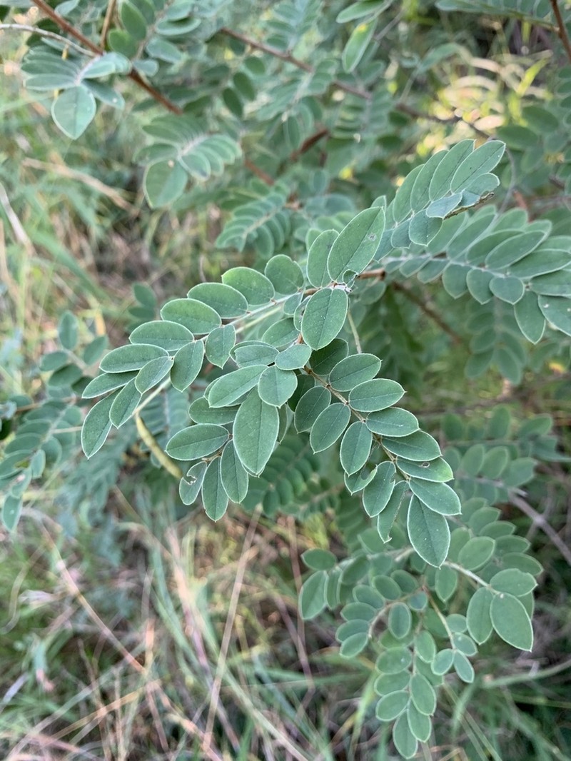 Indigofera swaziensis photo 6