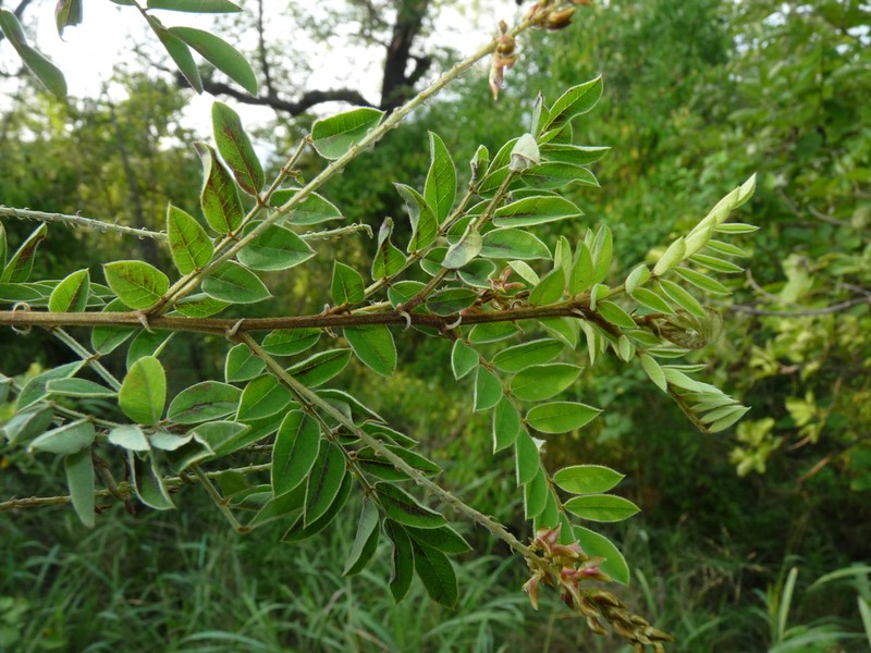 Indigofera swaziensis photo 7
