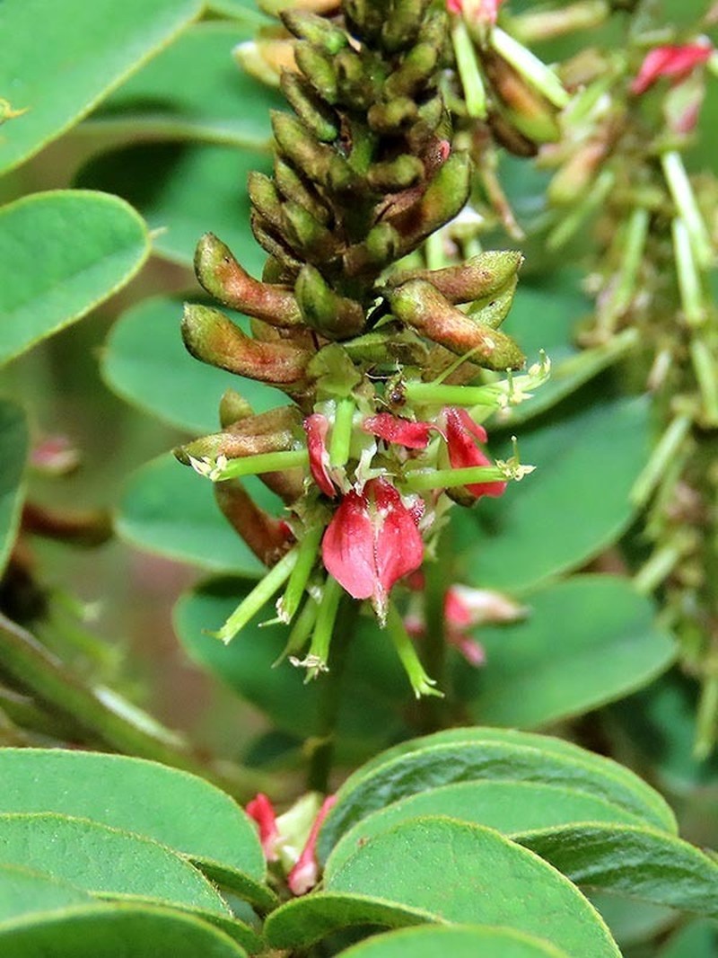 Indigofera swaziensis photo 8