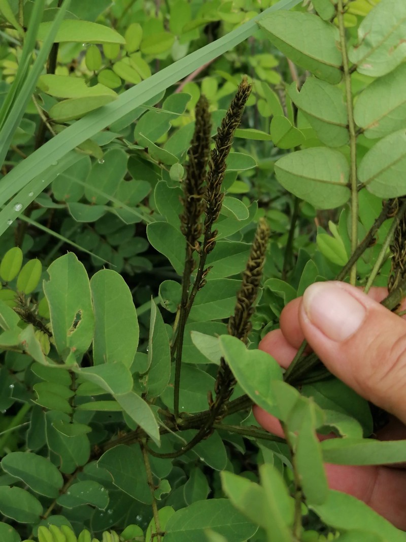 Indigofera swaziensis var. swaziensis