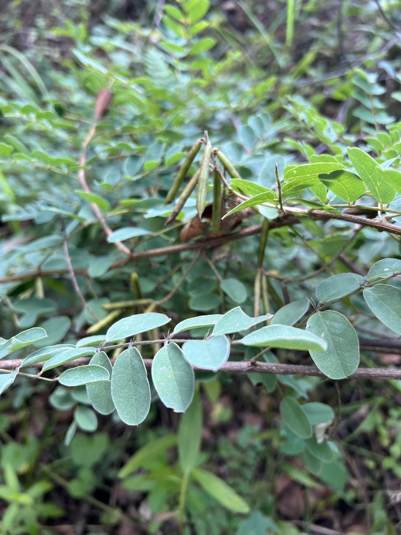 Indigofera swaziensis var. swaziensis photo 2