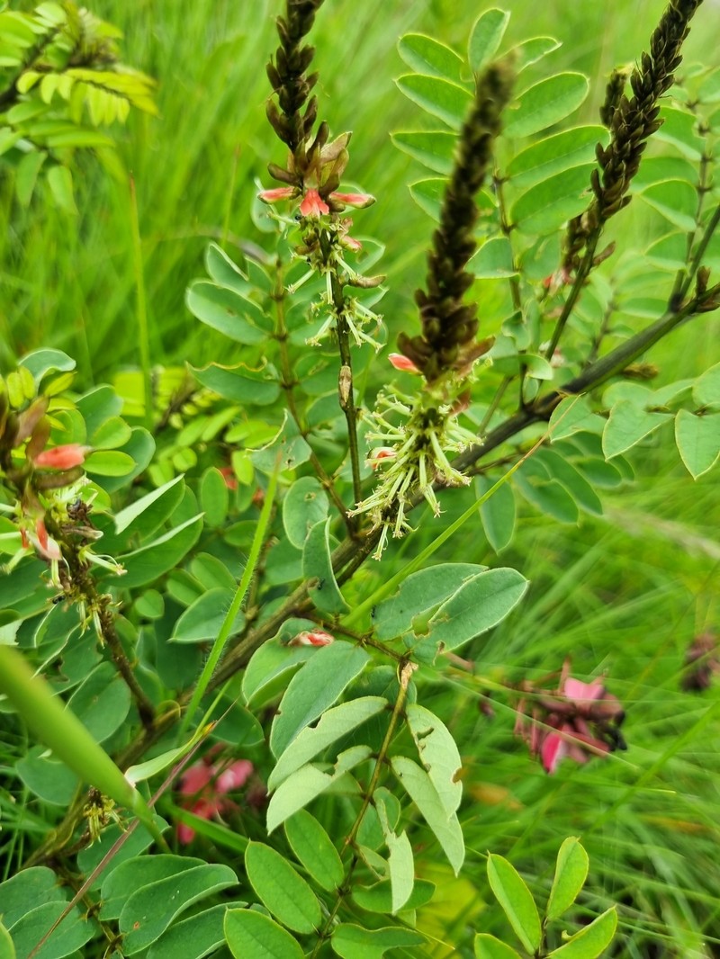 Indigofera swaziensis var. swaziensis photo 3