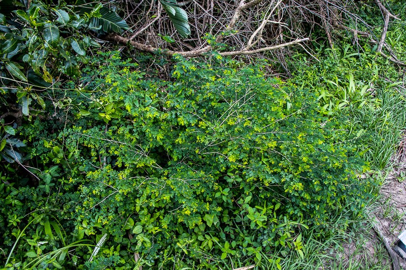 Indigofera sylvicola