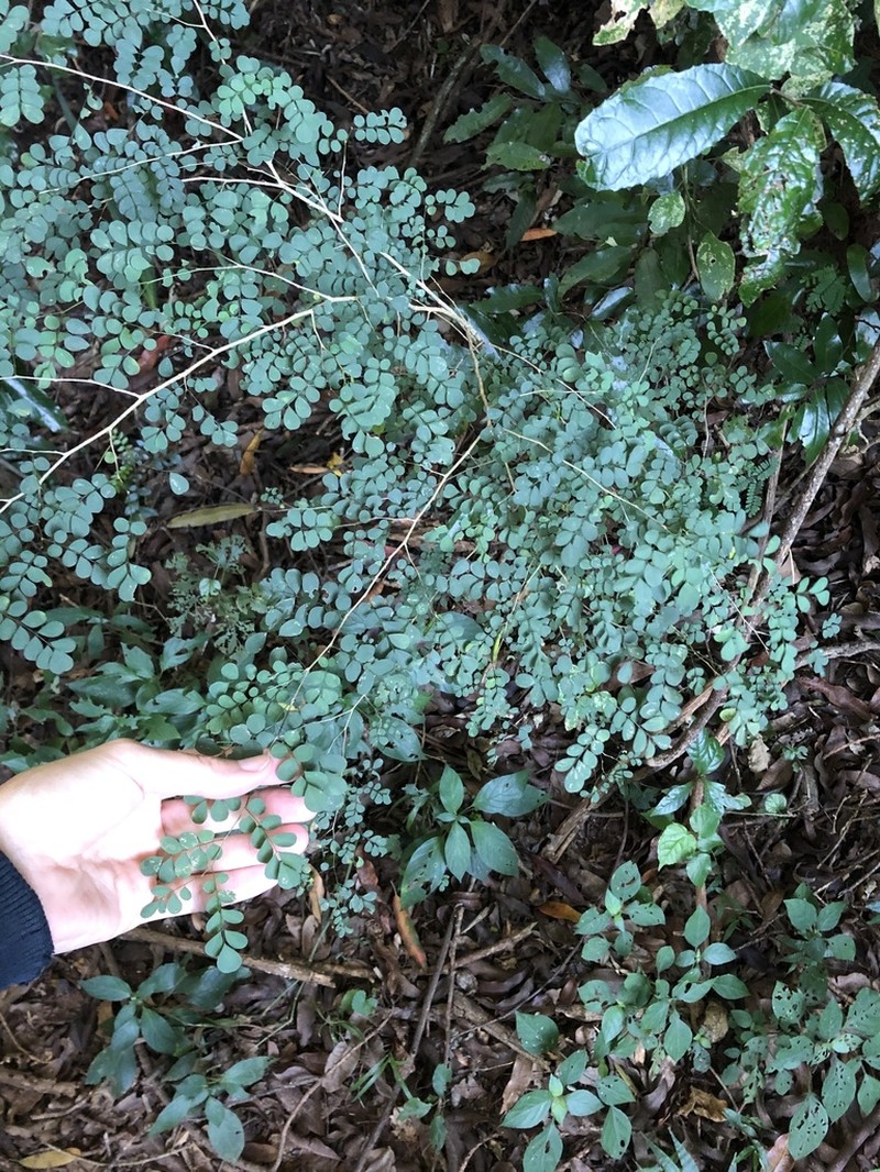 Indigofera sylvicola photo 2