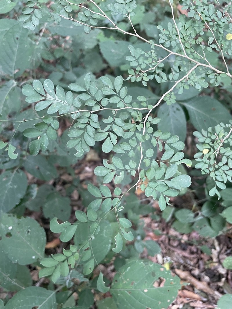 Indigofera sylvicola photo 3