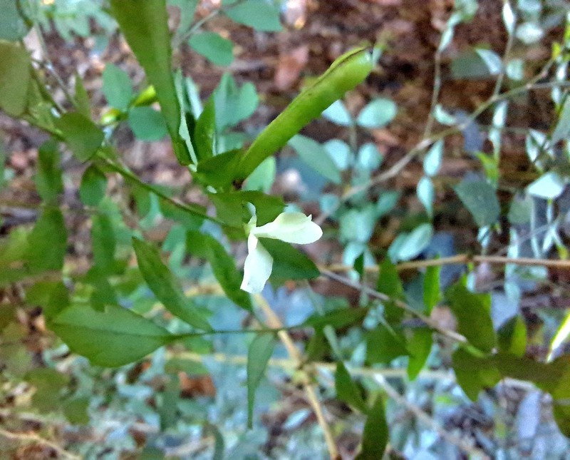 Indigofera sylvicola photo 4