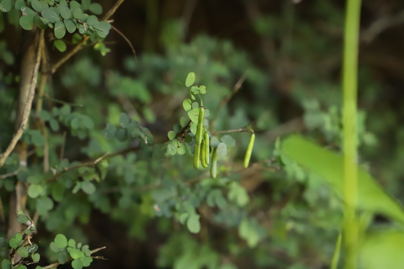 Indigofera sylvicola photo 5