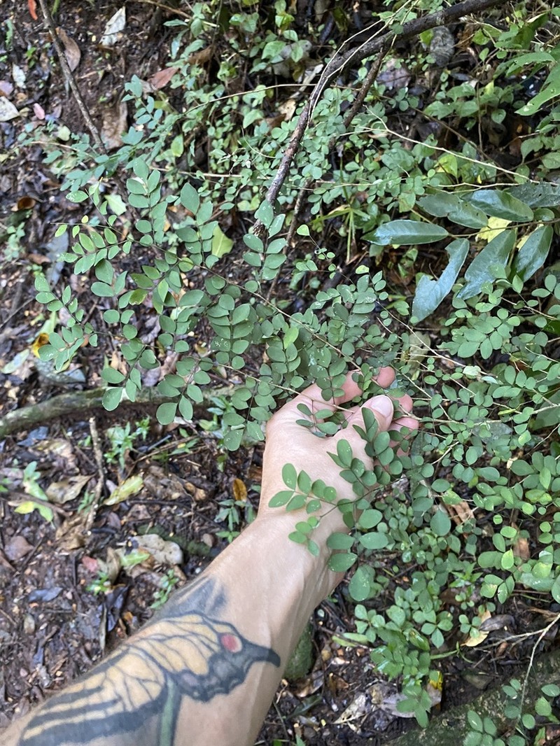 Indigofera sylvicola photo 6