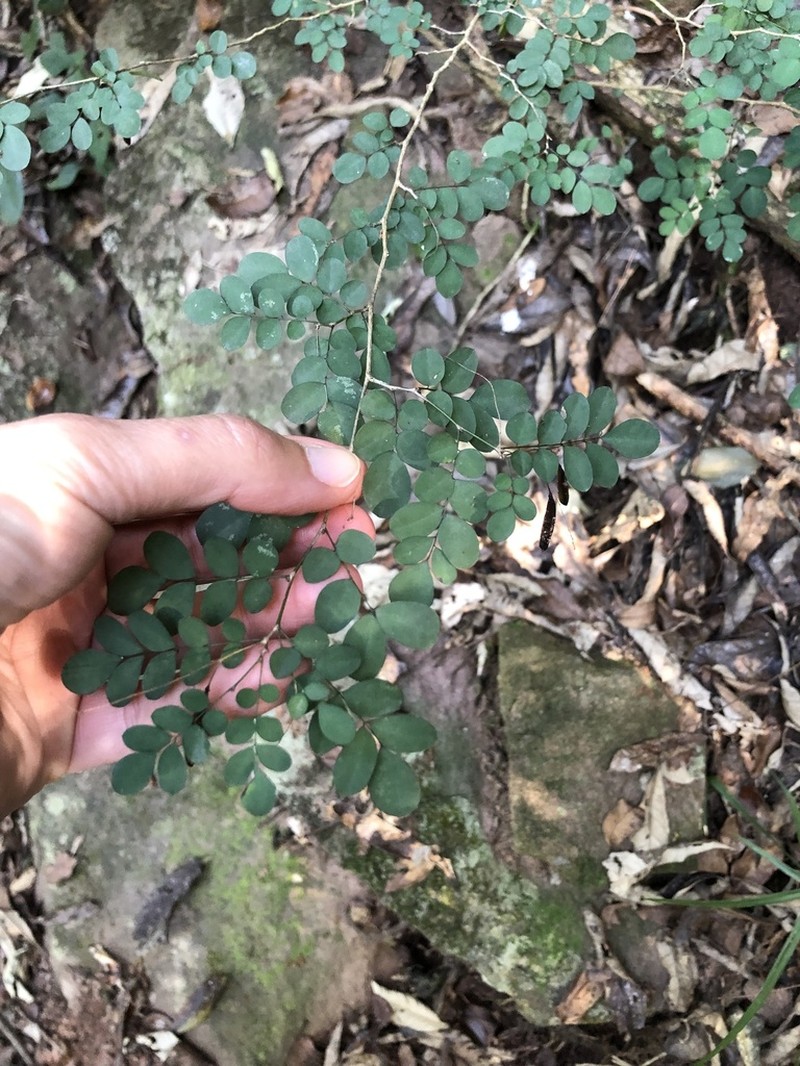 Indigofera sylvicola photo 7