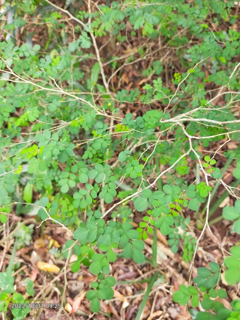 Indigofera sylvicola photo 8