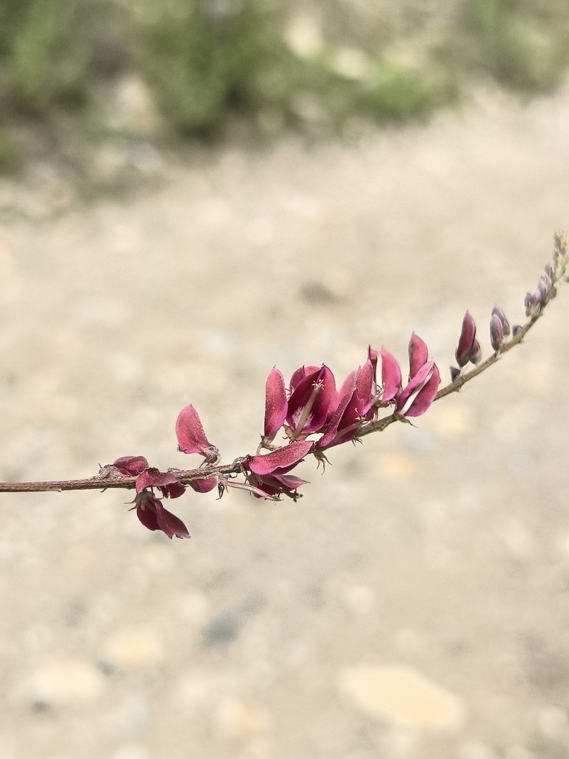Indigofera szechuensis photo 2