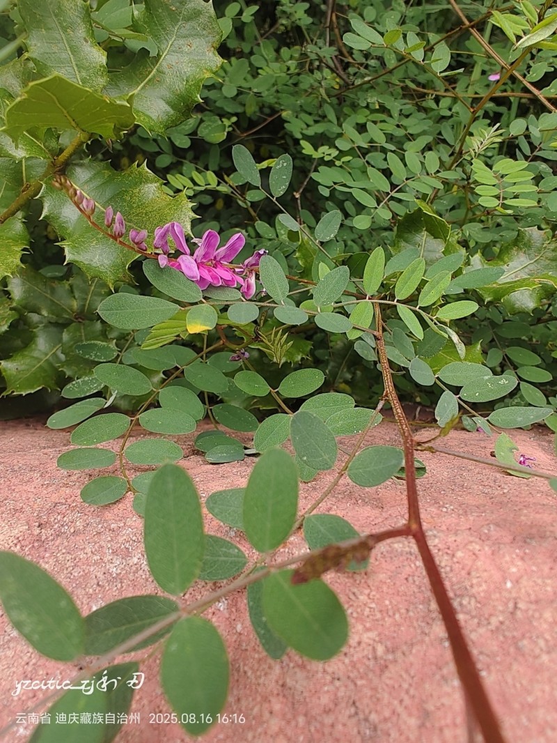 Indigofera szechuensis photo 3