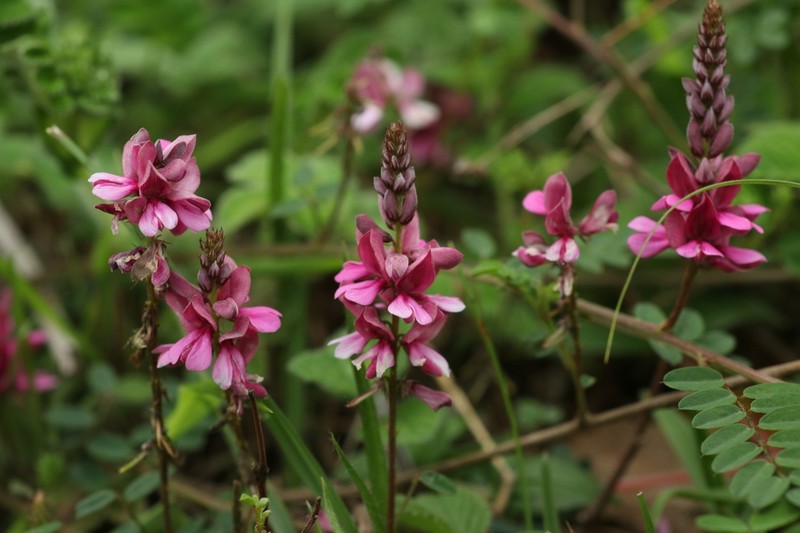 Indigofera szechuensis photo 4