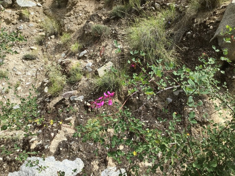 Indigofera szechuensis photo 5