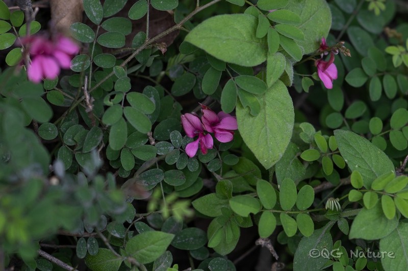 Indigofera szechuensis photo 6