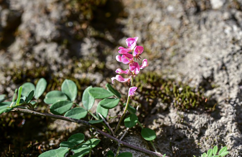 Indigofera szechuensis photo 7