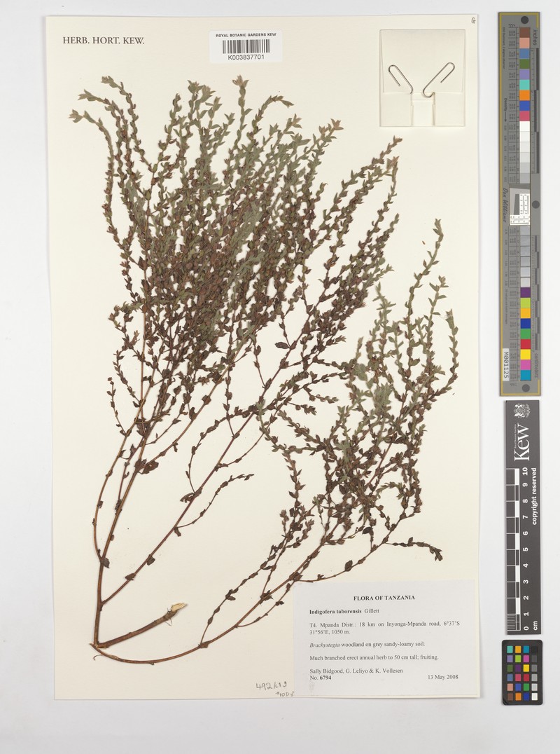 Indigofera taborensis