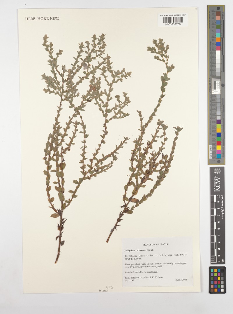 Indigofera taborensis photo 2