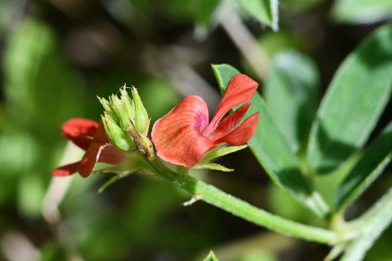 Indigofera taiwaniana