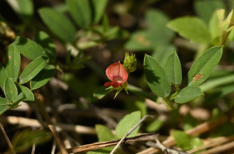 Indigofera taiwaniana photo 2