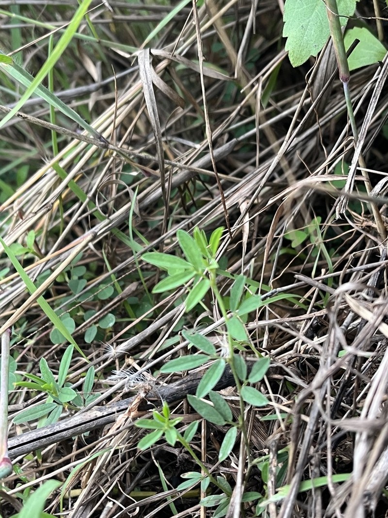 Indigofera taiwaniana photo 3