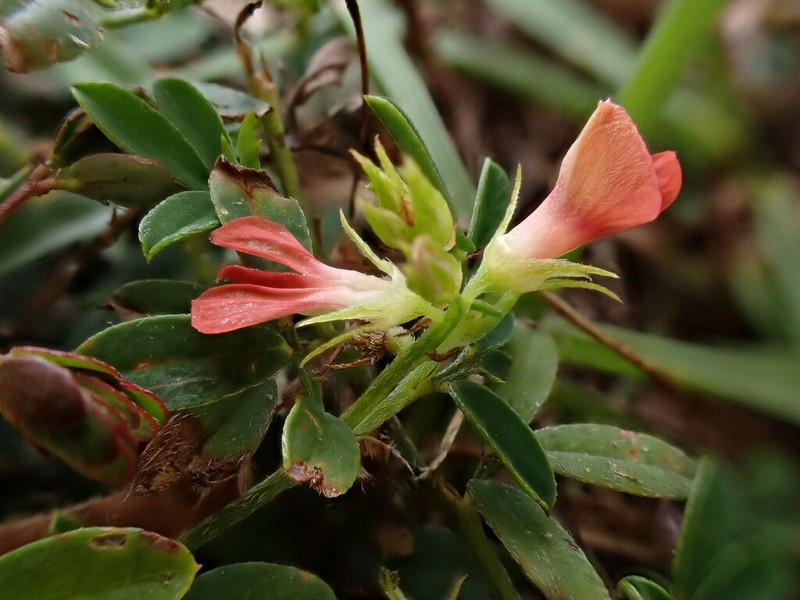 Indigofera taiwaniana photo 4