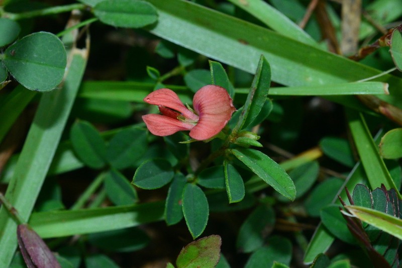 Indigofera taiwaniana photo 6
