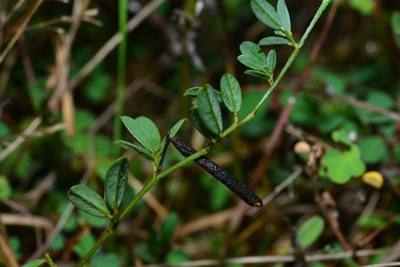 Indigofera taiwaniana photo 7