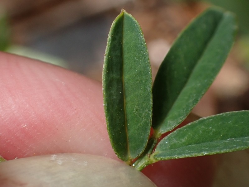 Indigofera taiwaniana photo 8