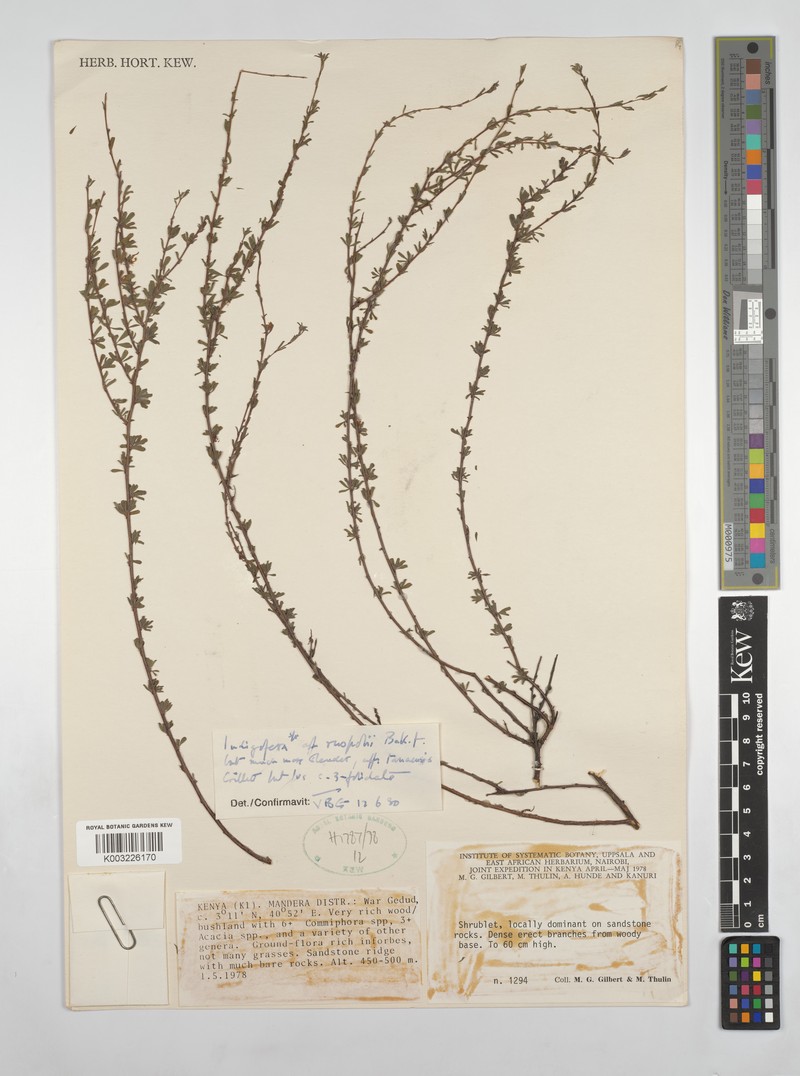 Indigofera tanaensis