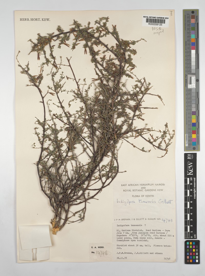 Indigofera tanaensis photo 2