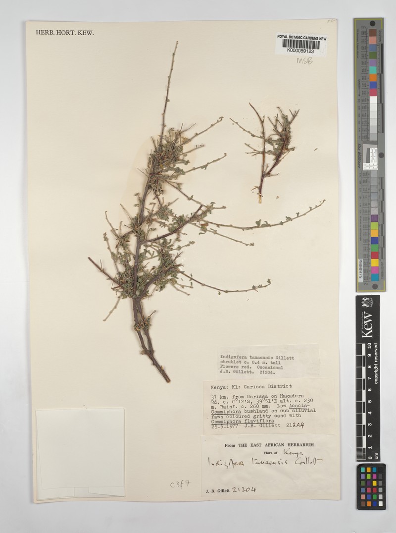 Indigofera tanaensis photo 3